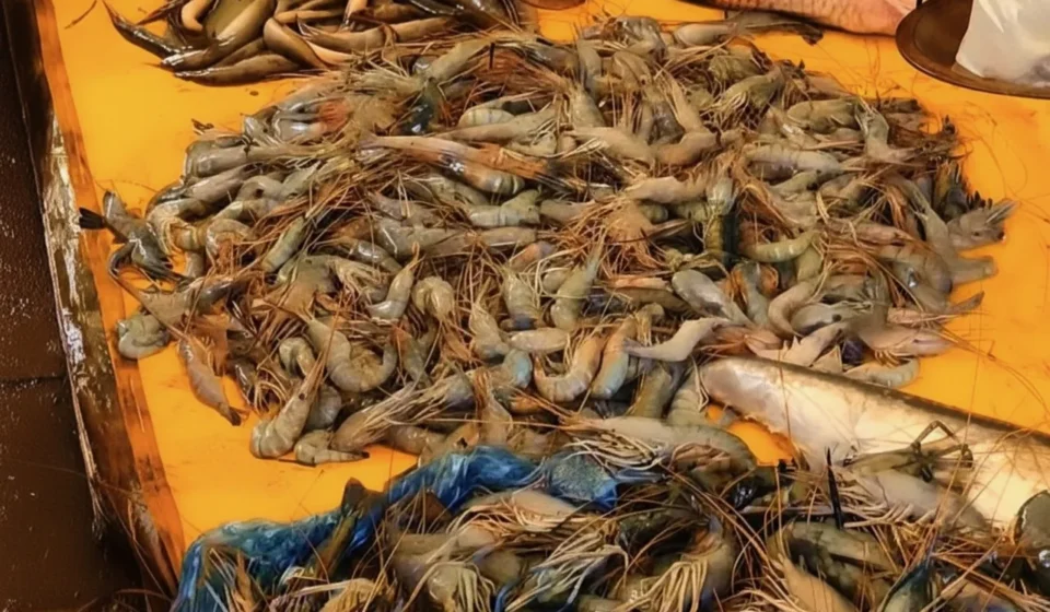 Koraput non veg ban Republic Day